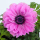 Гармония F1 розовая семена анемоны (Sakata)