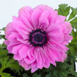 Гармония F1 розовая семена анемоны (Sakata)