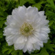 Гармония F1 белая (white) семена анемоны (Sakata)