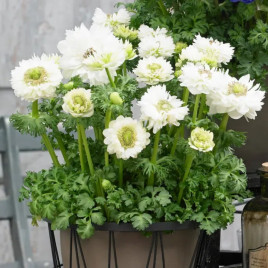 Гармонія F1 біла (white) насіння анемони (Sakata)