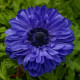 Гармония F1 синяя (blue) семена анемоны (Sakata)
