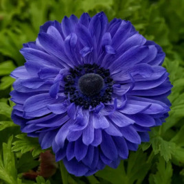 Гармонія F1 синя (blue) насіння анемони (Sakata)