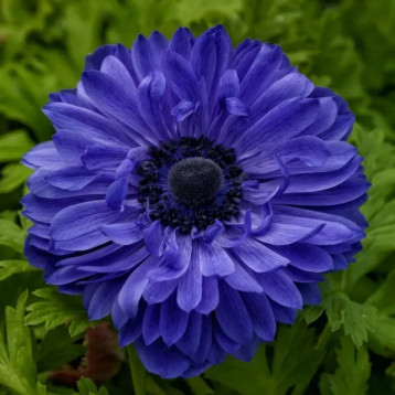 Гармония F1 синяя (blue) семена анемоны (Sakata)