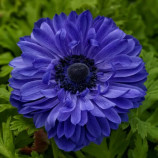 Гармония F1 синяя (blue) семена анемоны (Sakata)