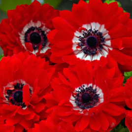 Гармонія F1 скарлет насіння анемони (Sakata)