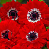 Гармония F1 скарлет семена анемоны (Sakata)