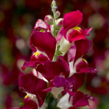 Антирринум Снептини F1 бургунди биколор