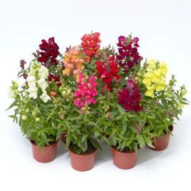 Снептини F1 смесь (mix) семена антирринума карликового однол. (Syngenta)