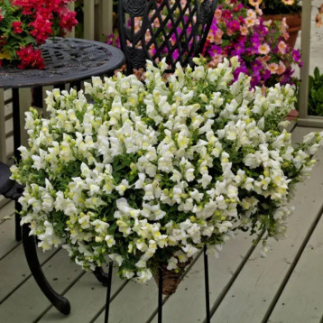 Антирринум Кенди F1 белый