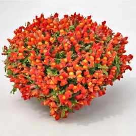 Антирринум Кенди F1 оранжевый