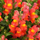 Кенди Шауер F1 оранжевый (orange) семена антирринума каскадного (Sakata)