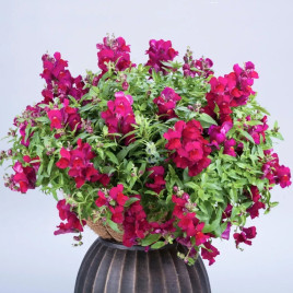 Антирринум Кенди F1 темно-пурпурный 