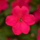 Бальзамин Имара F1 розовый (pink)