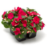 Имара F1 розовый (rose) семена бальзамина однол. 10-25см (Syngenta)