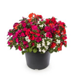 Имара F1 смесь семена бальзамина однол (Syngenta)