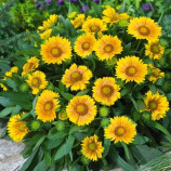 Гайлардия Аризона абрикосовая