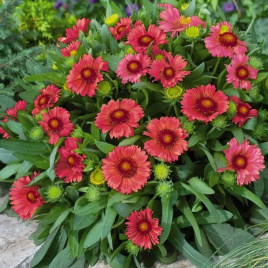 Гайлардія Арізона червона з прожилками