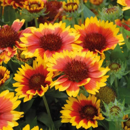 Гайлардія Арізона sun