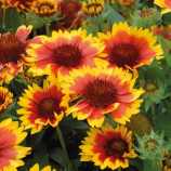 Аризона красно-желтая семена гайлардии (Benary)