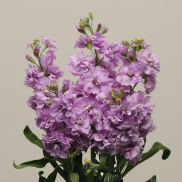 Левкой Кетс лавандовый