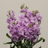 Левкой Кетс лавандовый