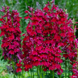 Фан бургунди семена лобелии многол. 50-60см (Benary)