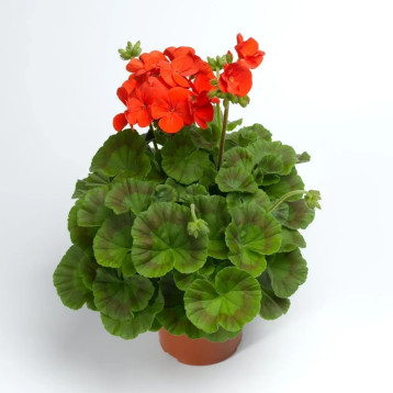 Пеларгонія Пінто F1 діп скарлет