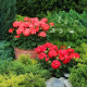 Пеларгонія Пінто F1 діп скарлет