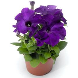 Тритуния F1 синяя (blue) семена петунии грандифлора 20-25см (Syngenta)