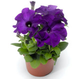 Петунія Трітунія синя (blue)