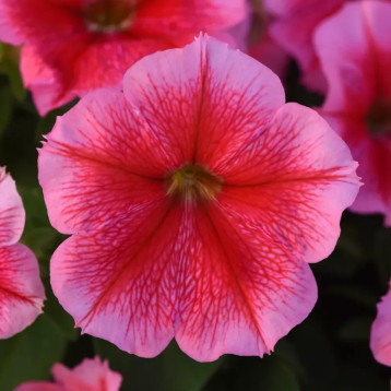 Петунія Міраж F1 саммер (summer)