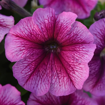 Петунія Міраж F1 sugar 