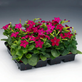 Саратога F1 рожевий (rose) насіння тютюну крилатого (Syngenta)