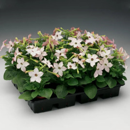 Саратога F1 яблочный цвет семена табака крылатого (Syngenta)