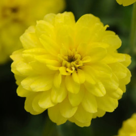 Сахара F1 желтая (yellow) семена циннии низкорослой 25-30см (Pan American)