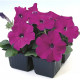Ламбада F1 пурпурна (фіолетова) насіння петунії мультифлора (Hem Genetics)