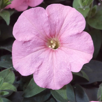 Петуния Ламбада F1 розовая