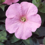 Петунія Ламбада F1 рожева (pink)
