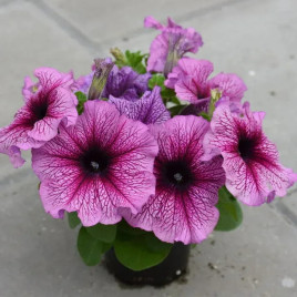 Лимбо F1 орхидейная с прожилками семена петунии грандифлора 20-25см (Hem Genetics)