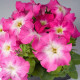 Лимбо F1 розовое утро (rose morn) семена петунии грандифлора 20-25см (Hem Genetics)