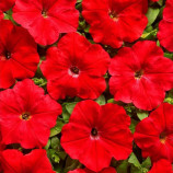 Петуния Марика F1 красная (red)