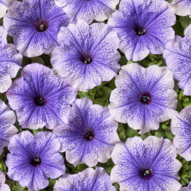 Нора F1 светло-синяя семена петунии (Cerny СДБ)