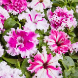 Петуния Поздрав с Яромнерже F1