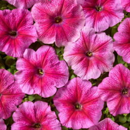 Петунія Софія F1 рожева 