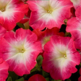 Петуния Танго F1 красное утро