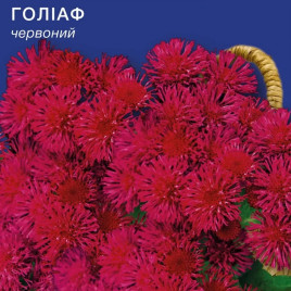 Агератум Голиаф красный