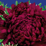 Айстра Опал Фойер