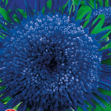 Астра Морская звезда