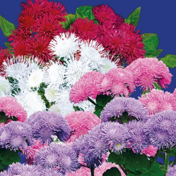 Королевский бархат семена агератума (GL Seeds)