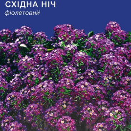 Алісум Східна ніч фіолетовий